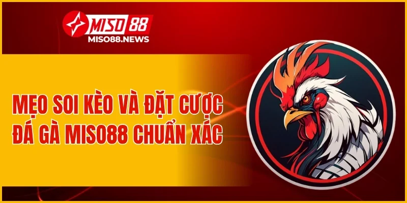 Mẹo soi kèo và đặt cược đá gà Miso88 chuẩn xác