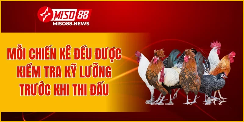 Mỗi chiến kê đều được kiểm tra kỹ lưỡng trước khi thi đấu