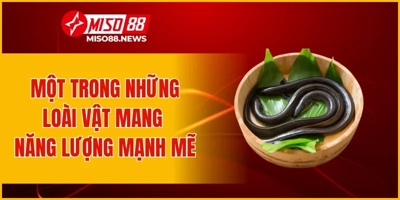 Một trong những loài vật mang năng lượng mạnh mẽ
