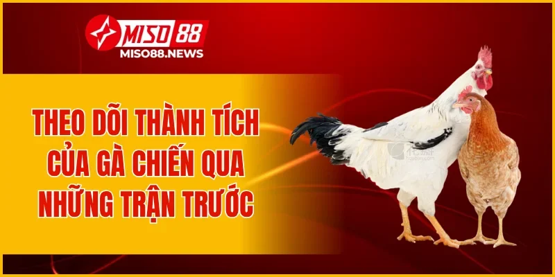 Theo dõi thành tích của gà chiến qua những trận trước